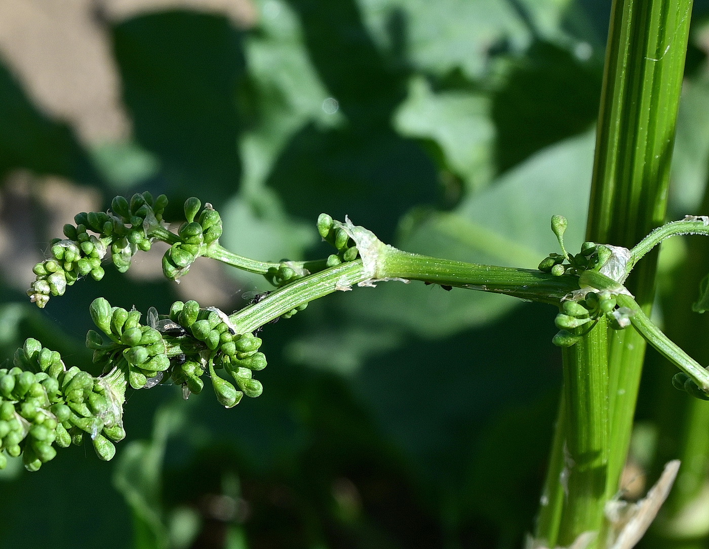 Изображение особи род Rumex.