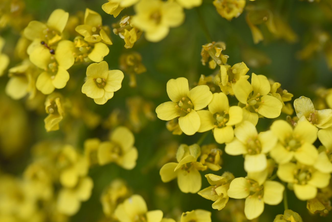Image of Draba rosularis specimen.