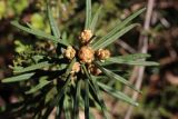 Ledum palustre. Верхушка побега с развивающимися соцветиями (вид сверху). Беларусь, Витебская обл., заказник \"Сурмино\", перешеек оз. Белое и Чёрное, сырая опушка черничного елово-соснового леса вдоль заброшенной лесной дороги. 02.05.2025.