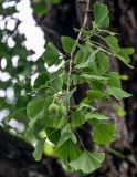 Ginkgo biloba. Верхушка ветви с фруктификациями. Китай, пров. Аньхой, дер. Хунцунь, в культуре. 28.05.2025.