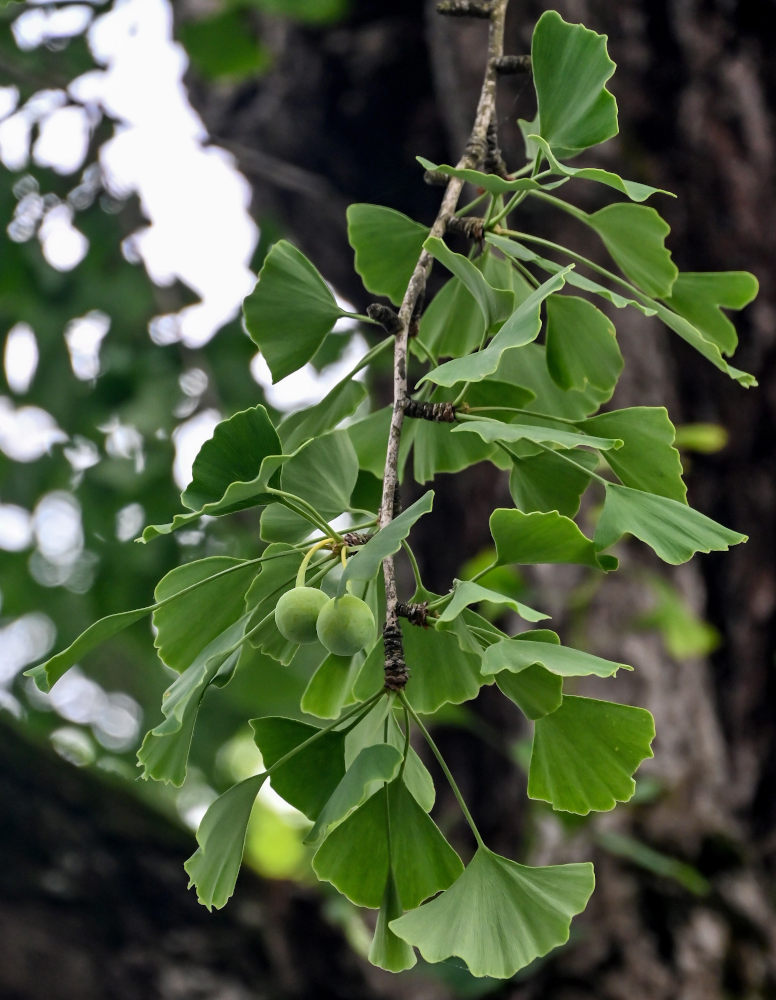 Image of Ginkgo biloba specimen.
