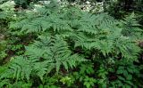 Pteridium pinetorum