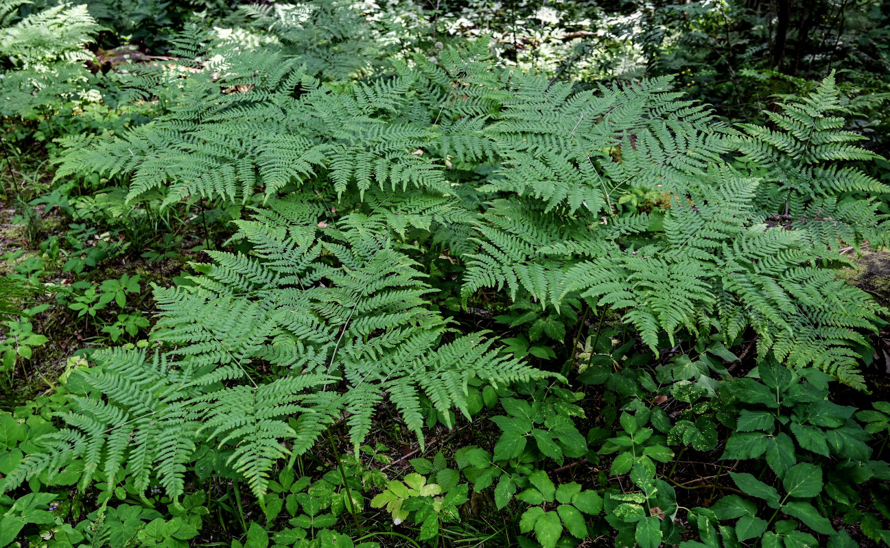 Изображение особи Pteridium pinetorum.