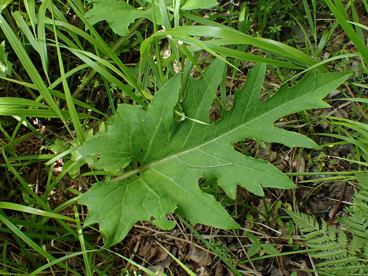 Image of Synurus deltoides specimen.