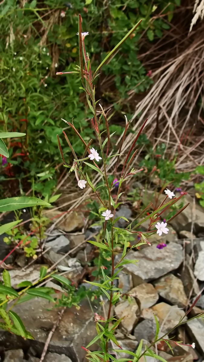 Image of Epilobium palustre specimen.