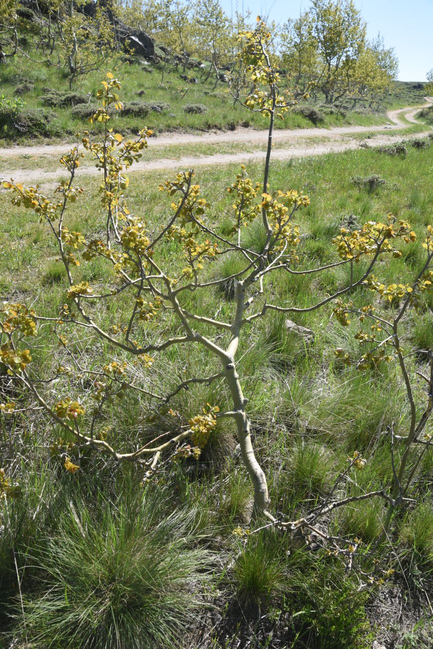 Image of Populus tremula specimen.