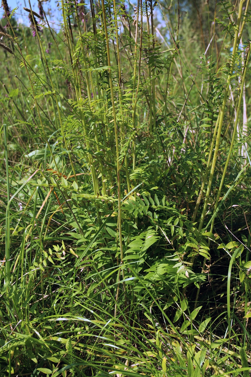 Image of Polemonium caeruleum specimen.