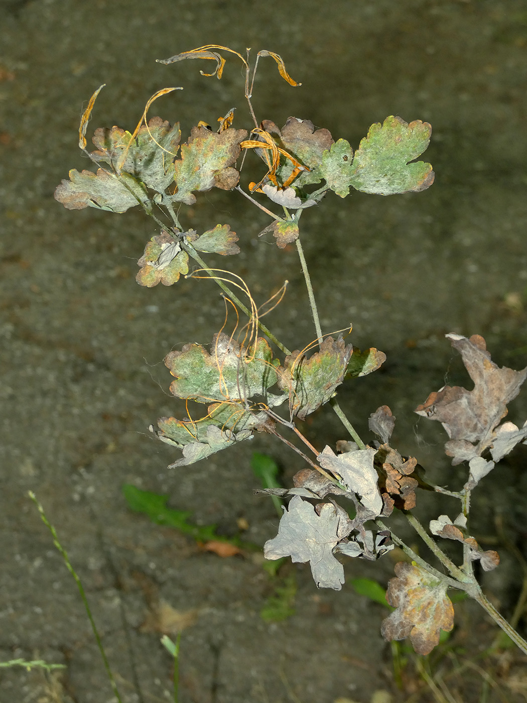 Image of Chelidonium majus specimen.