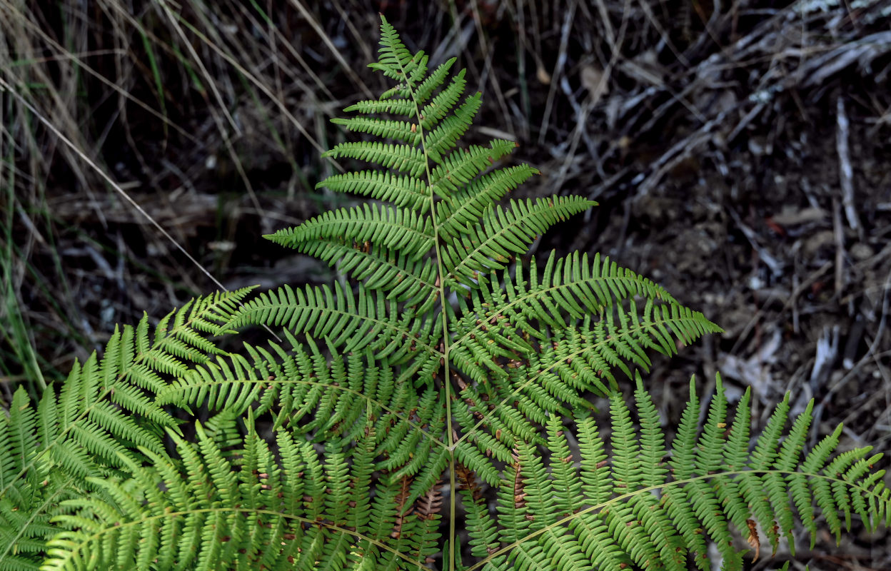 Изображение особи Pteridium aquilinum.