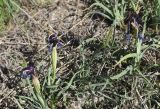 род Iris. Отцветающие растения. Турция, ил Ван, хр. Бол, крепость Чавуштепе, горная степь. 23 мая 2025 г.