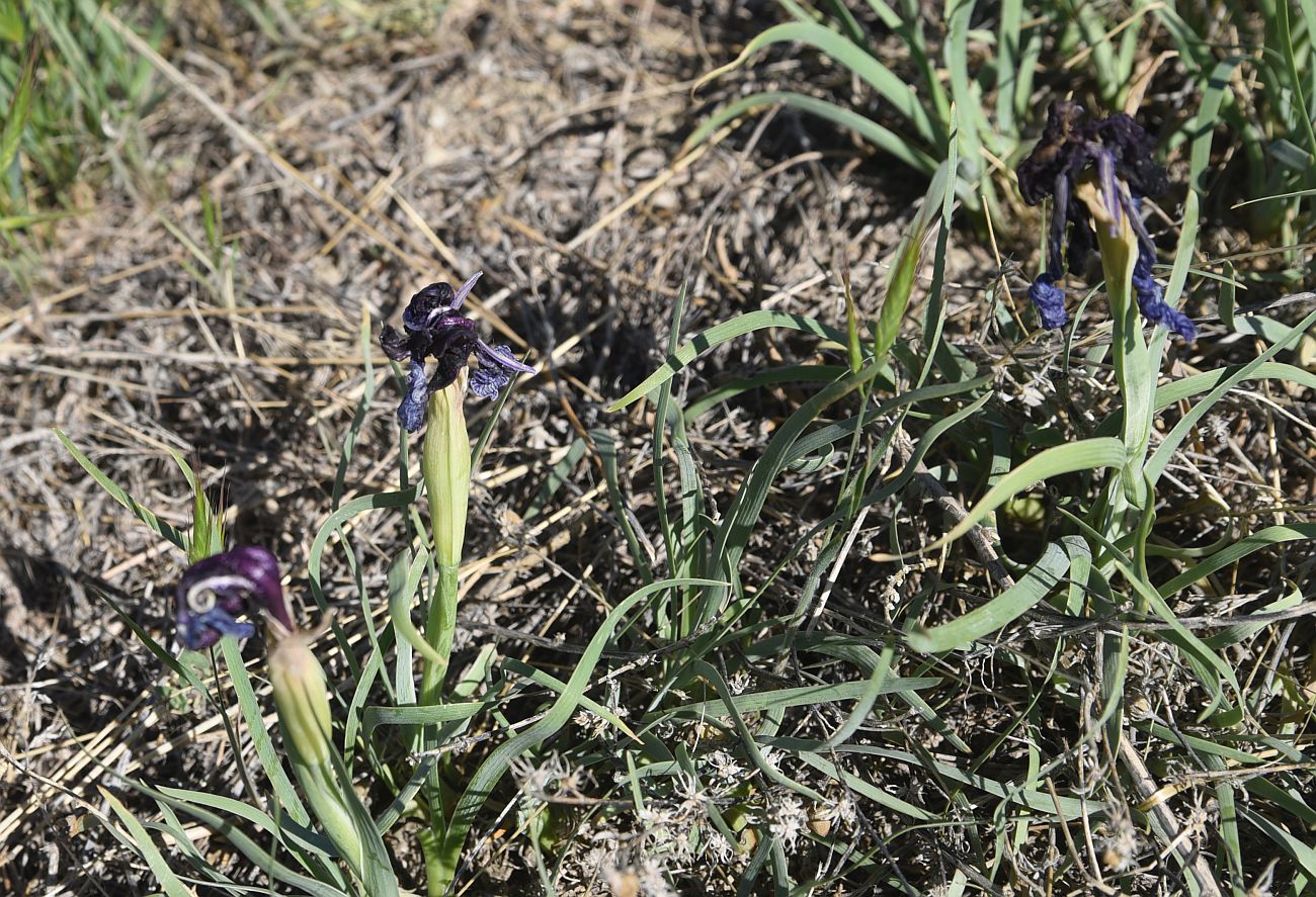 Изображение особи род Iris.