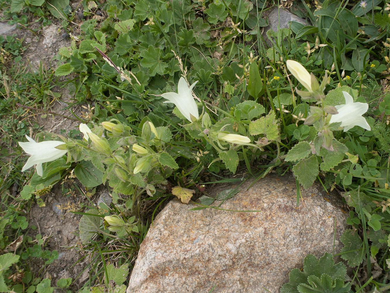 Image of Campanula dolomitica specimen.