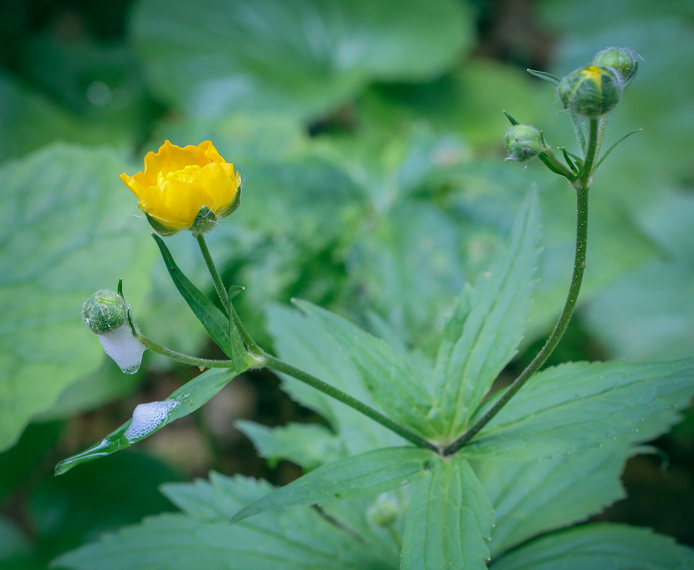 Изображение особи род Ranunculus.