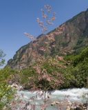 Calamagrostis balkharica
