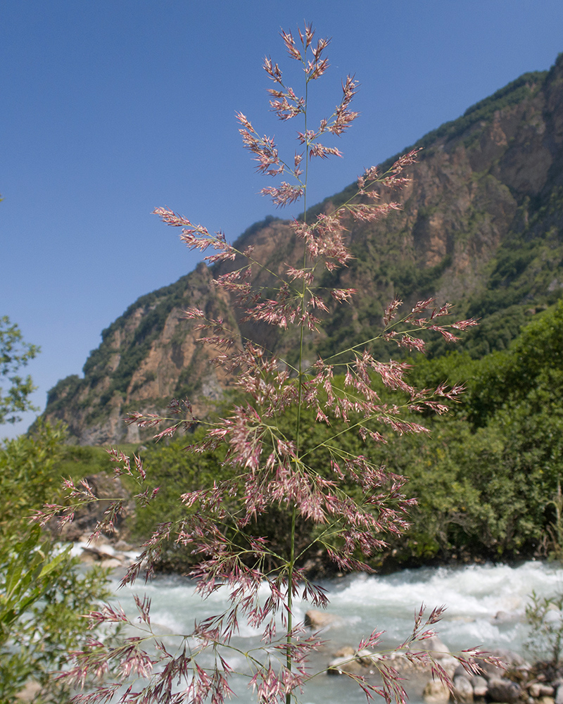 Изображение особи Calamagrostis balkharica.