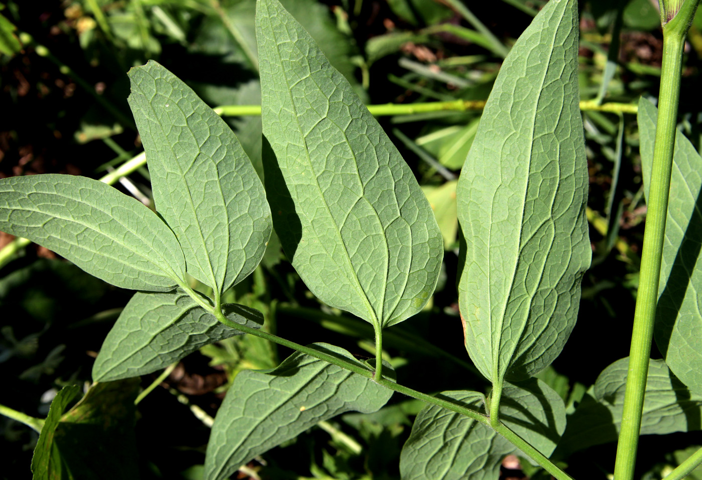 Изображение особи Clematis recta.