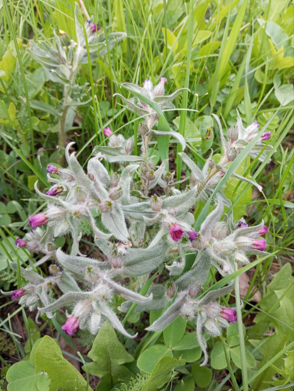 Image of Unknown species specimen.