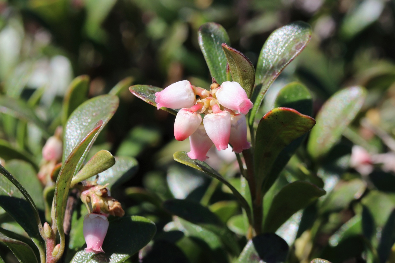 Изображение особи Arctostaphylos uva-ursi.
