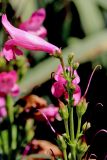 Penstemon barbatus. Верхушка соцветия. Белгородская обл., пос. Ракитное, ул. Сосновая, 2, в культуре. 19 июня 2022 г.