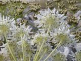 Heracleum asperum. Соцветия-зонтички (вид со стороны обёртки). Кабардино-Балкария, Черекский р-н, дол. р. Псыгансу, ≈ 2400 м н.у.м., донная морена, альпийский луг. 29.07.2025.