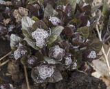 Physochlaina physaloides. Верхушки побегов с развивающимися соцветиями. Пермь, Свердловский р-н, на газоне. 22 апреля 2025 г.