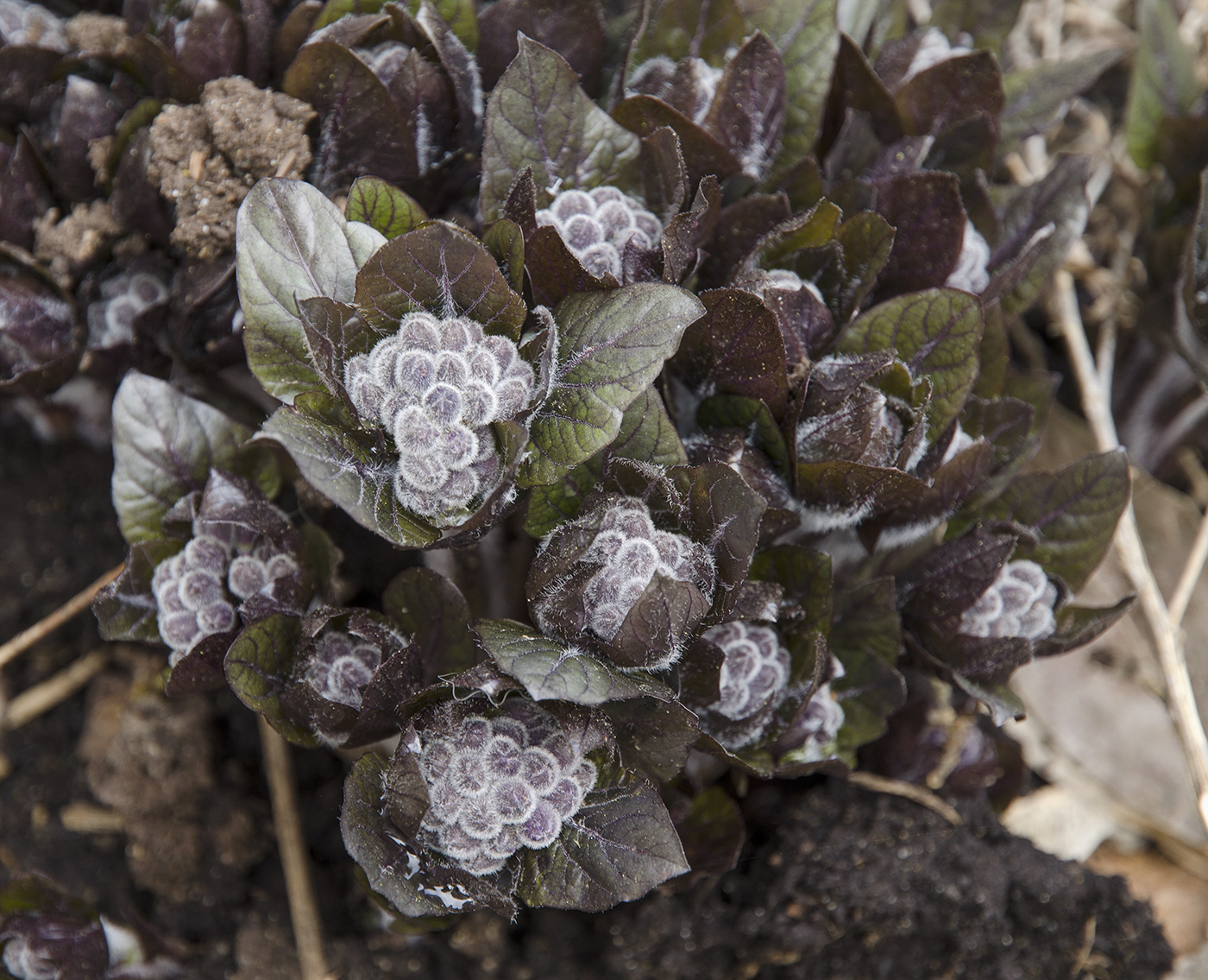 Изображение особи Physochlaina physaloides.