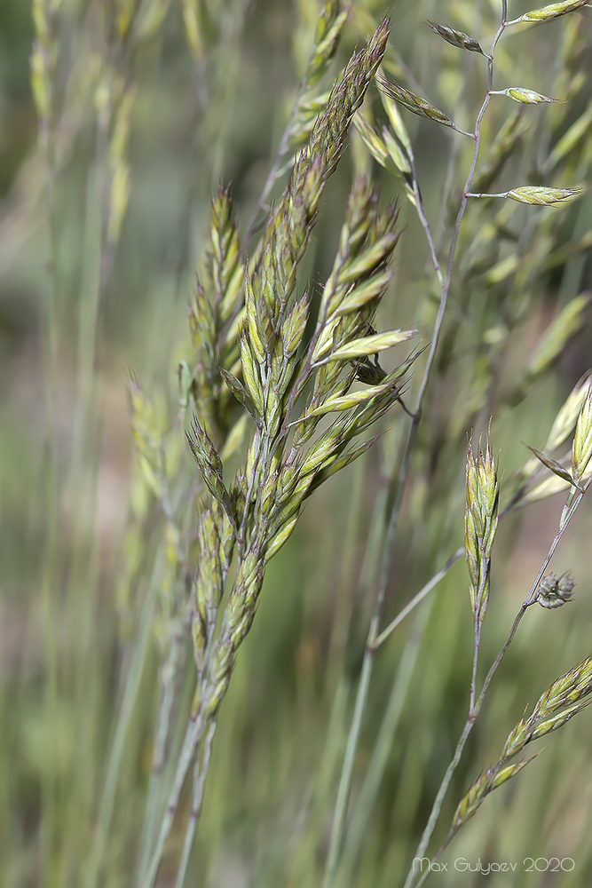Изображение особи род Festuca.