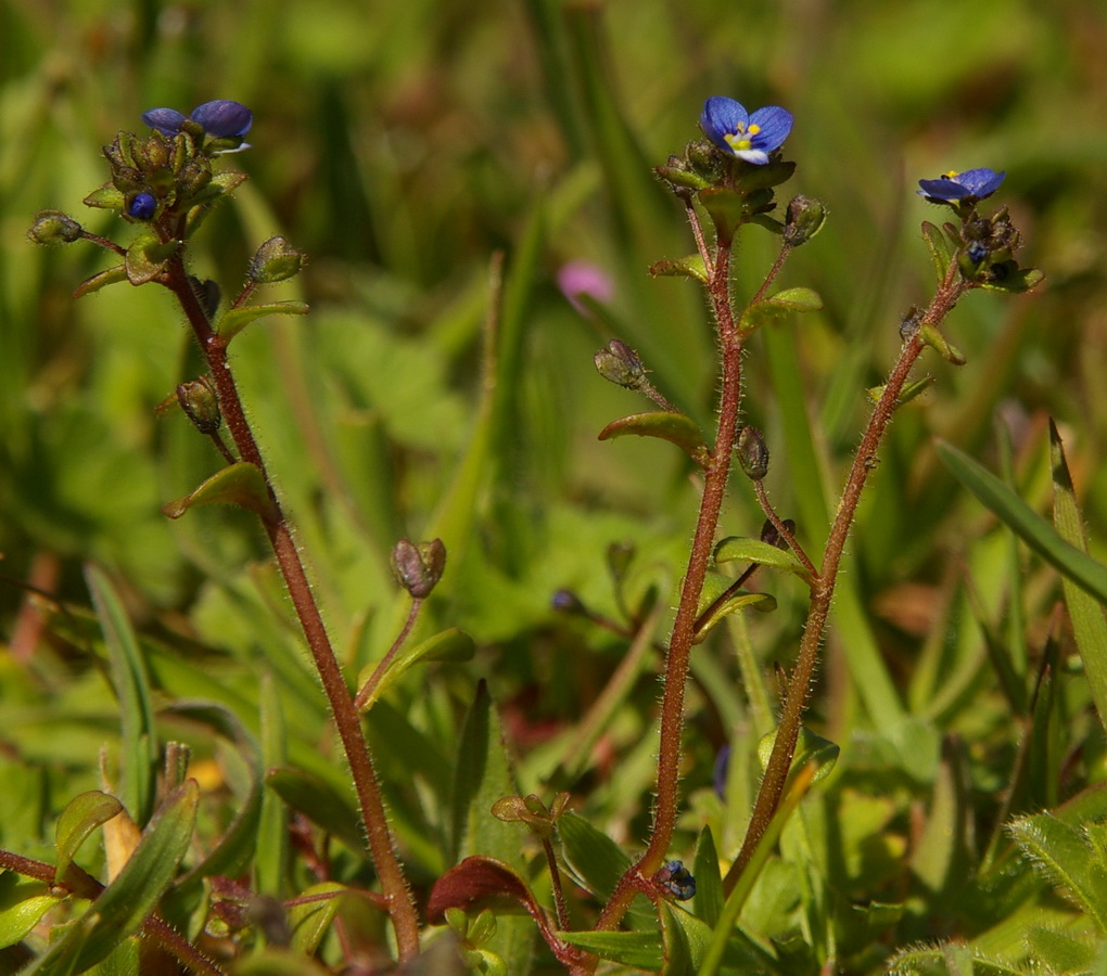 Image of Veronica acinifolia specimen.