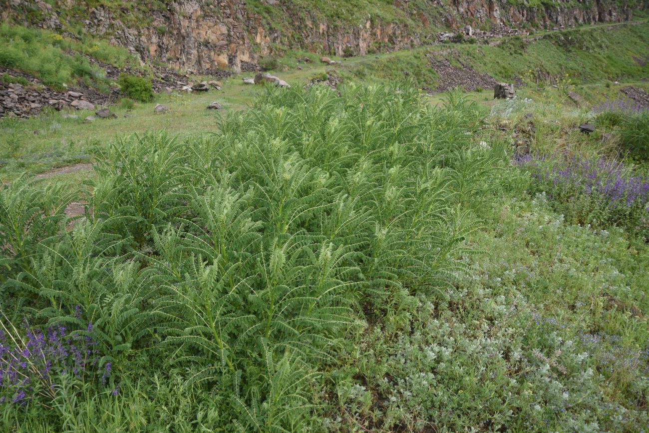Изображение особи семейство Fabaceae.