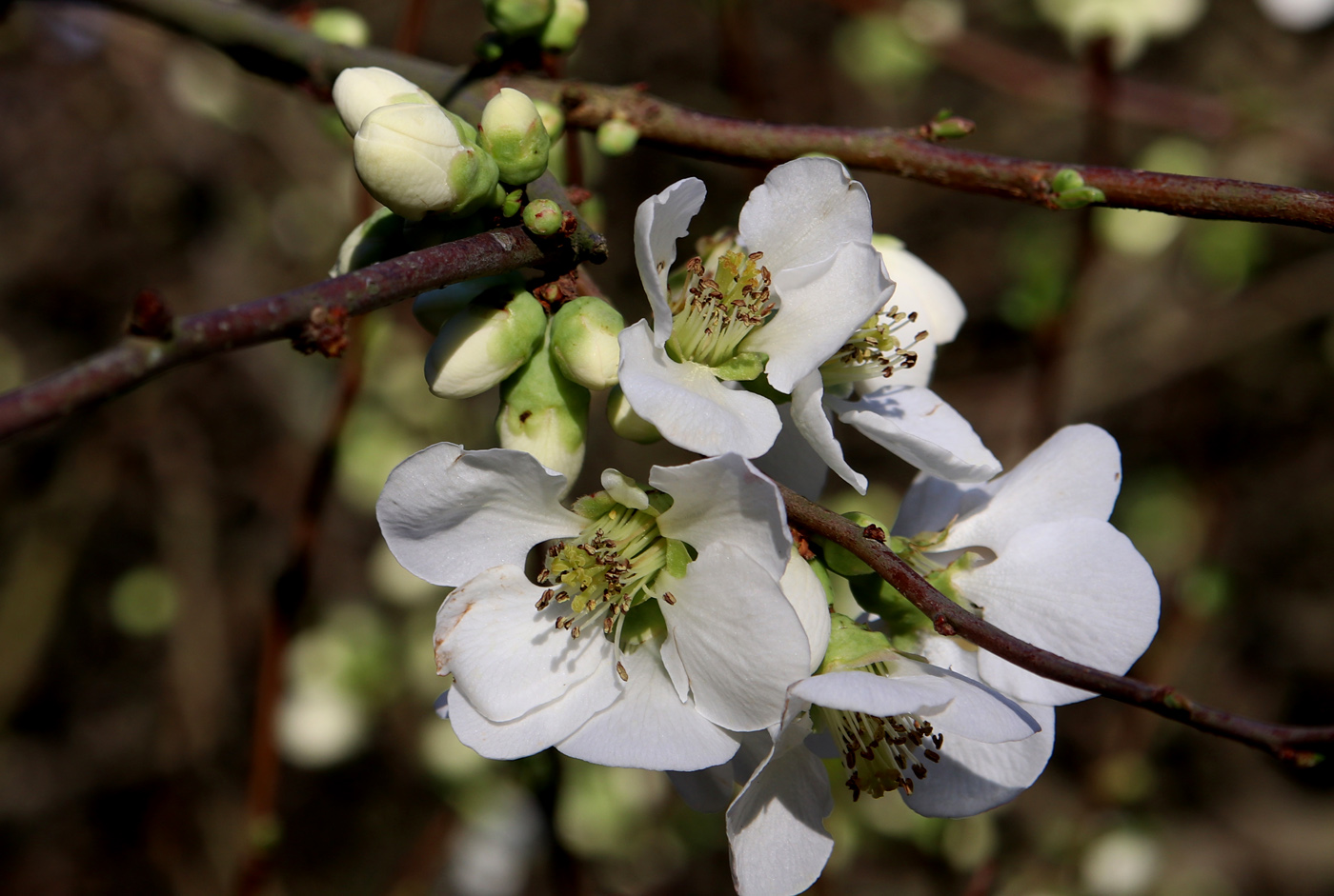 Изображение особи Chaenomeles × vilmoriniana.