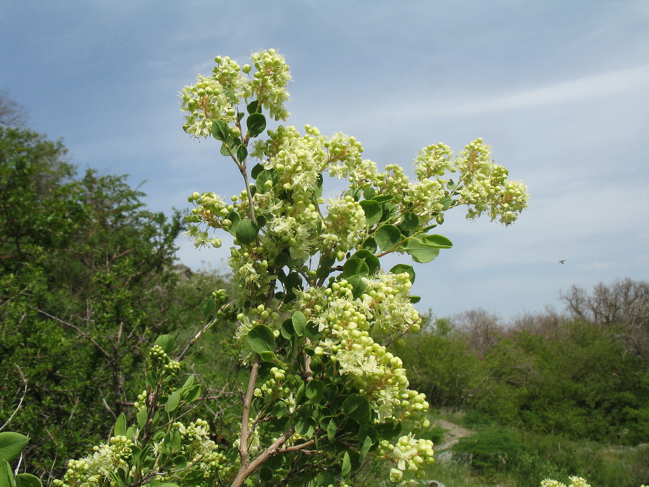 Изображение особи Atraphaxis pyrifolia.
