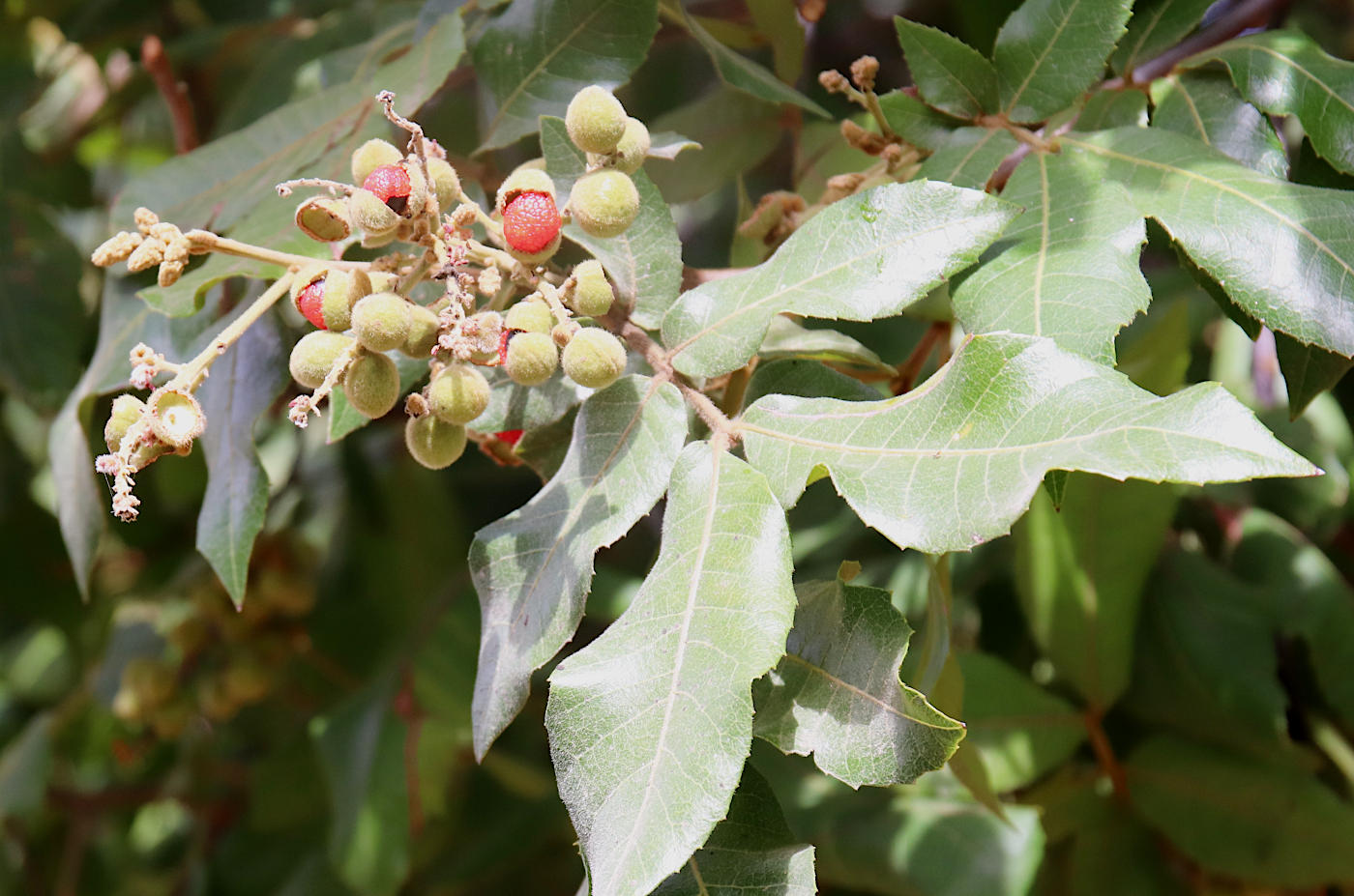 Image of Alectryon tomentosum specimen.