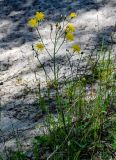 Crepis tectorum. Цветущее растение. Калининградская обл., Зеленоградский р-н, окр. пос. Куликово, окраина песчаного пляжа. 01.07.2025.