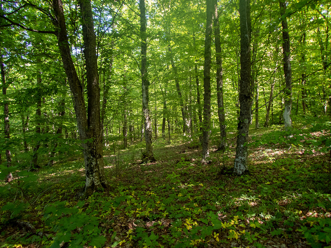 Image of Fagus × taurica specimen.