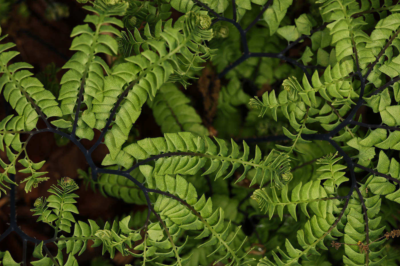 Изображение особи Adiantum aleuticum.
