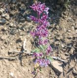 genus Nepeta. Цветущее растение. Азербайджан, Нахчыван, Бабекский р-н, окр. с. Вайхыр, вокруг озера Вайхыр каменистый склон. 03.06.2026.