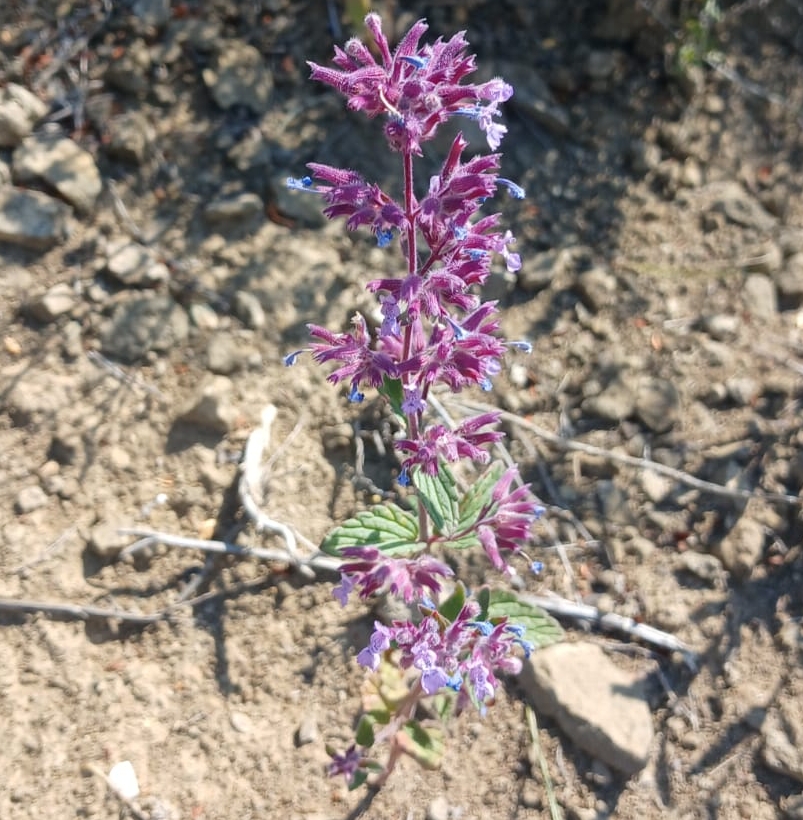 Image of genus Nepeta specimen.