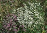 Phlomis pungens