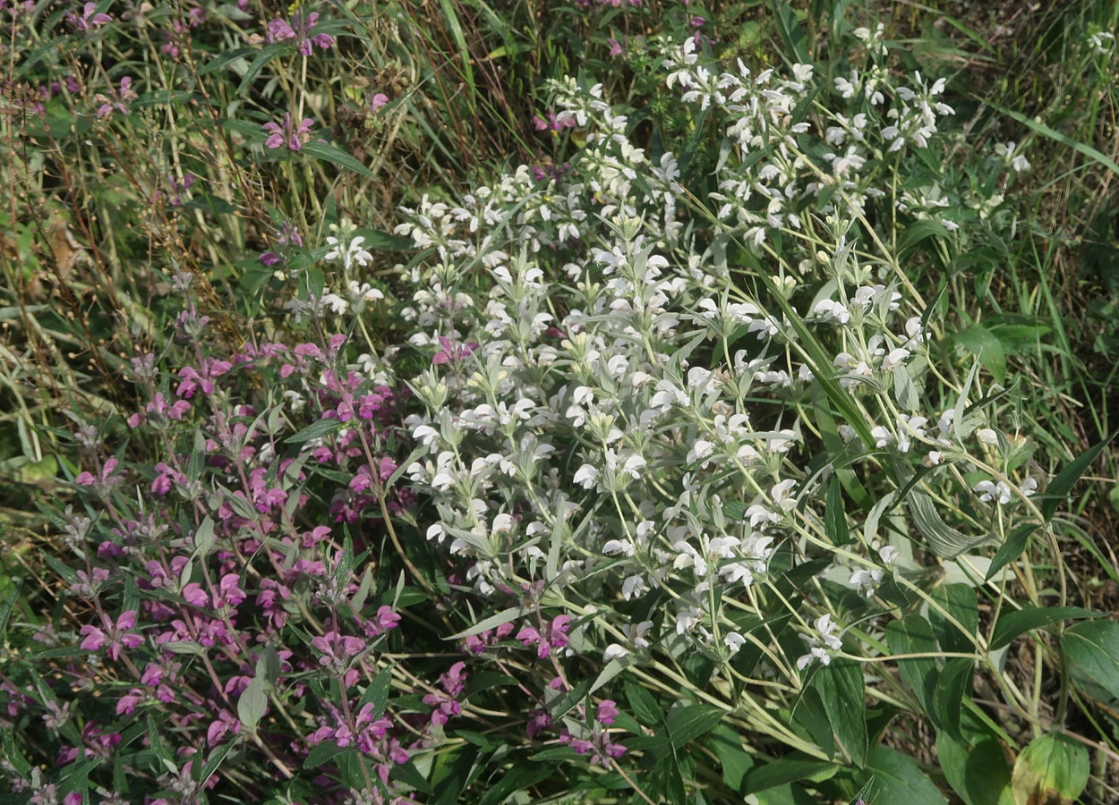 Изображение особи Phlomis pungens.