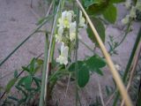 Linaria supina ssp. maritima