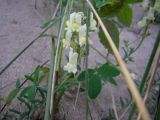 Linaria supina