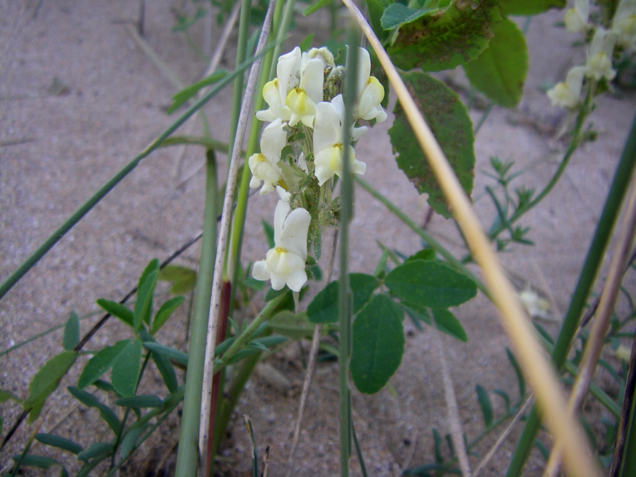 Image of Linaria supina ssp. maritima specimen.