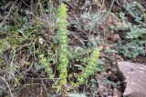 Sideritis montana