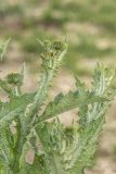 Onopordum acanthium. Верхушка растения с нераскрывшимися соцветиями. Ростовская обл., Неклиновский р-н, окр. хут. Мержаново, песчано-каменистый берег. 31.05.2026.