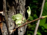 Ulmus laciniata. Часть ветви с соплодием. Хабаровский край, г. Комсомольск-на-Амуре, правый берег р. Силинка, лиственный лес. 07.06.2026.