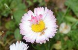 Bellis perennis