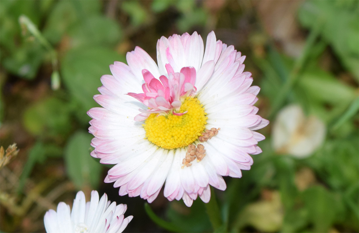 Image of Bellis perennis specimen.
