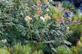 Sorbaria rhoifolia. Верхушки побегов с соцветиями в окружении Pinus pumila. Хабаровский край, р-н имени Лазо, массив горы Ко, гора Столовая, выс. ≈ 1785 м н.у.м., каменная россыпь. 02.08.2026.