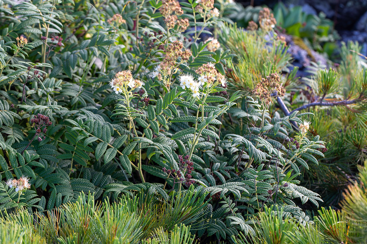 Изображение особи Sorbaria rhoifolia.