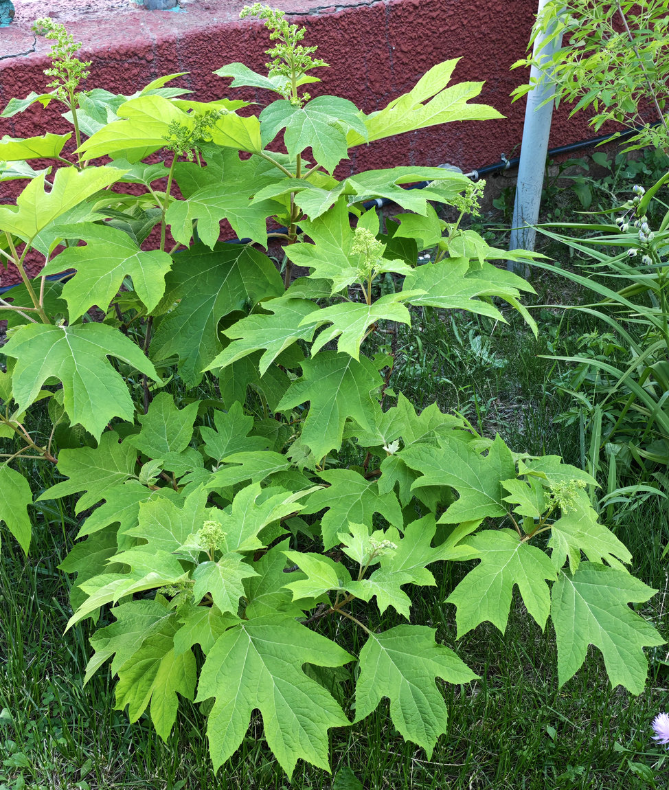Изображение особи Hydrangea quercifolia.